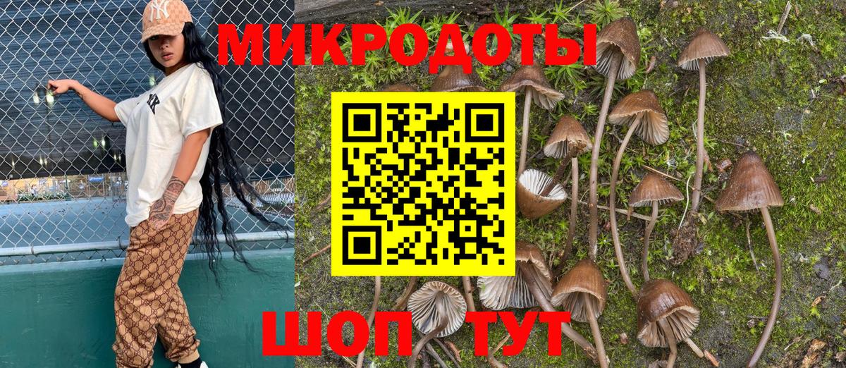 Галлюциногенные грибы Psilocybine cubensis Ногинск